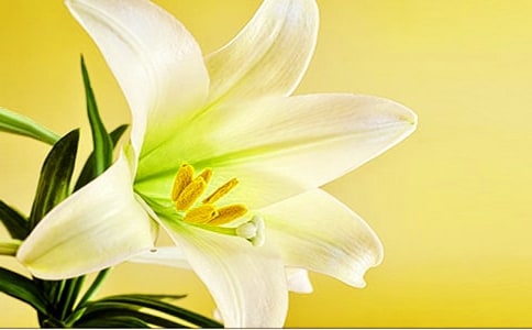 花瓶中那束美丽的百合花小学生作文