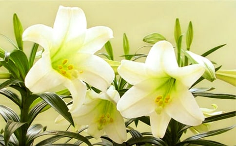 百合花450字作文(通用29篇)