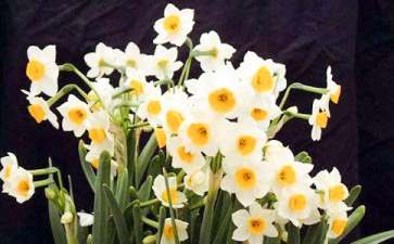 水仙花简笔画步骤