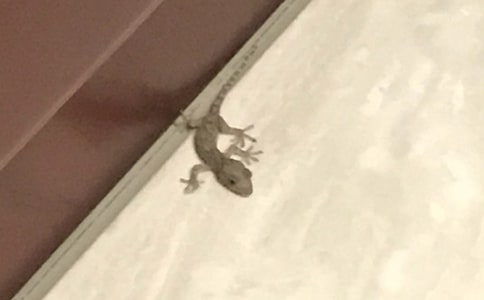 窗纱上的壁虎初一作文