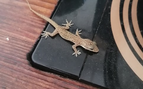 小壁虎三年级400字作文