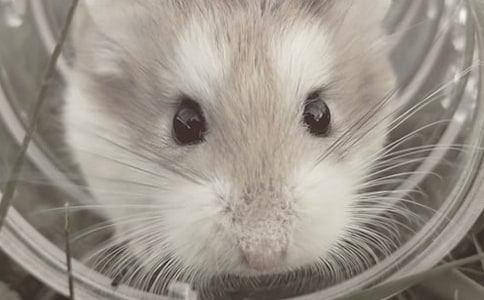 可爱的小仓鼠初一作文