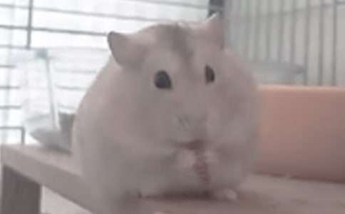 可爱的小仓鼠三年级学生作文