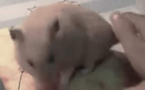 我的小仓鼠小学生作文300字