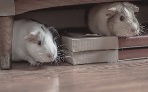 可爱的仓鼠五年级作文