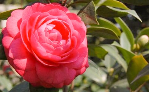 我眼中的清香白茶花作文