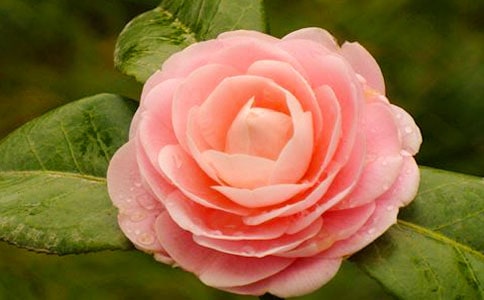 我喜爱的山茶花作文