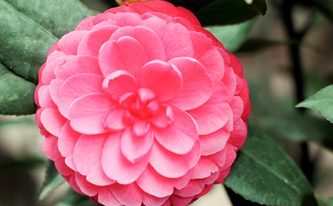 我爱家乡的山茶花作文