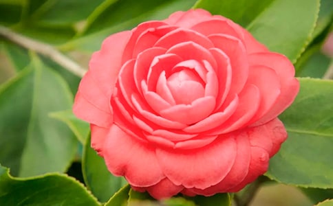 茶花里的小精灵作文