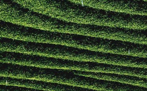 采茶叶小学生作文