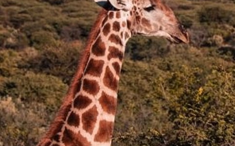 长颈鹿的狂想曲初一作文