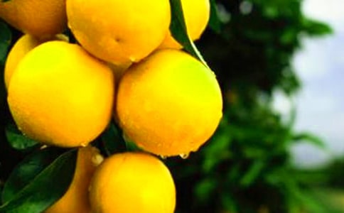 我家乡的橙子五年级作文