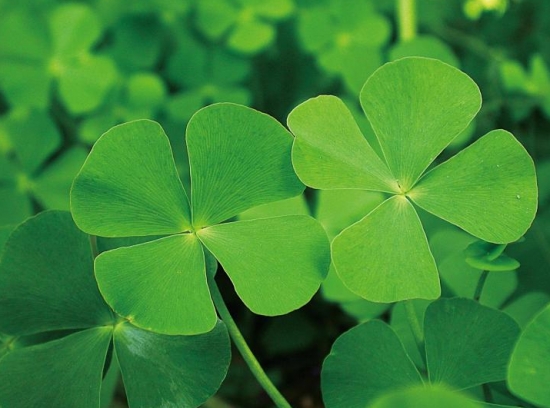 四叶草 四叶草