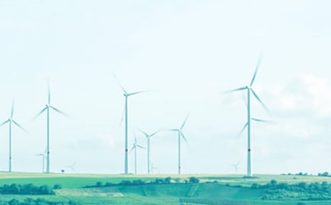 春风欢乐木棉树的作文600字