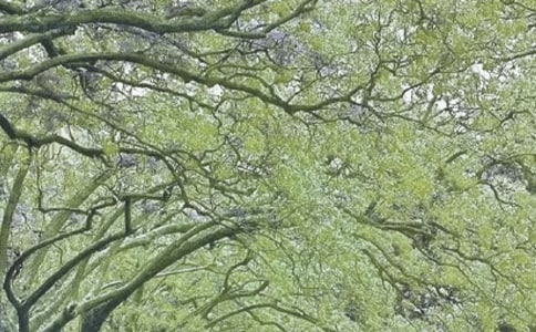 春风拂面初三作文950字