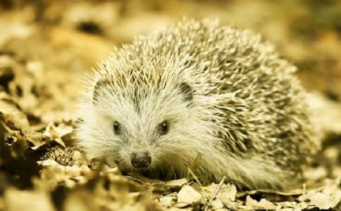 刺猬大姐赶时髦作文四年级