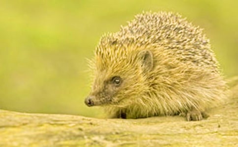 可爱的小刺猬一年级作文