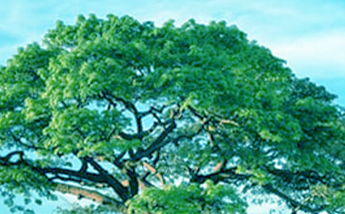 大树下的小树苗五年级作文