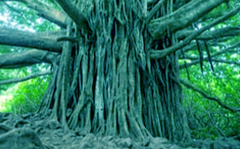 大树的自述小学优秀作文