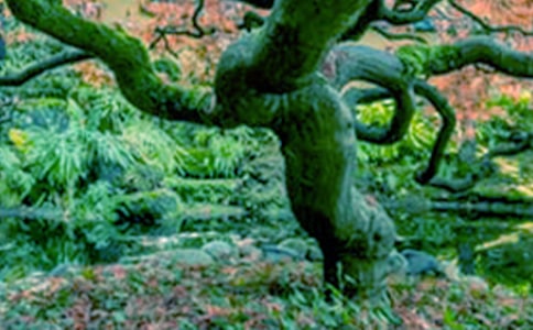 大树的自述初一作文