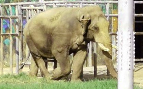 写大象的小学英语作文