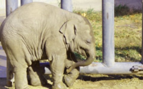 大象奇遇记六年级作文