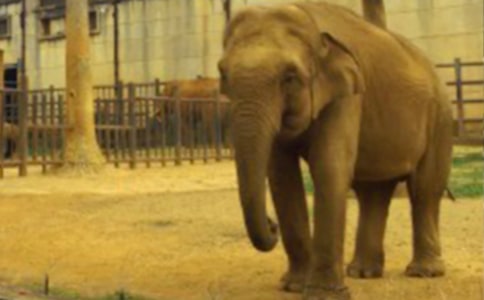 大象和猴子小学作文