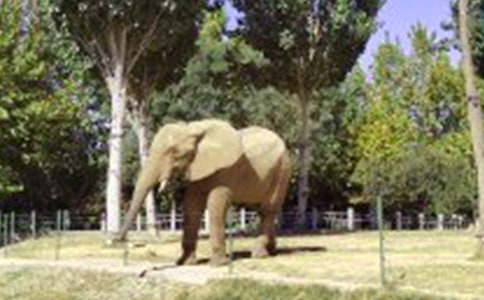 大象伯伯和猫大婶作文