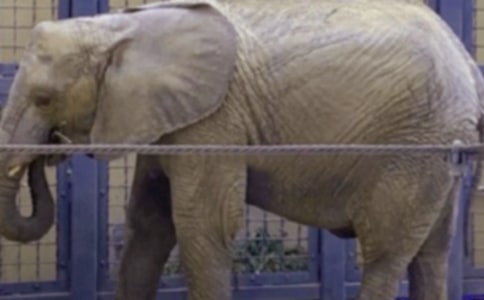 大象救小兔姐妹俩优秀作文