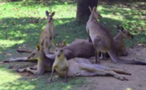 一年级优秀的想象作文:袋鼠的自述