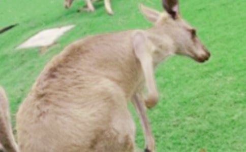 小白兔救小袋鼠五年级作文