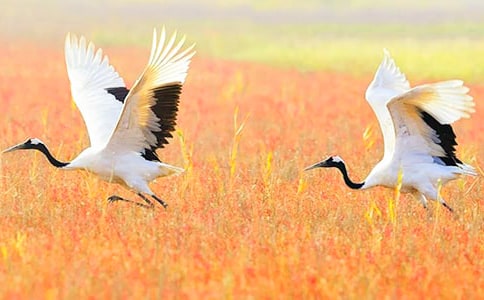 描写丹顶鹤的六年级作文