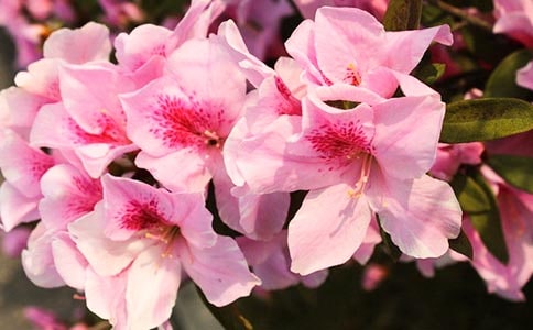 高一优秀作文杜鹃花的希望