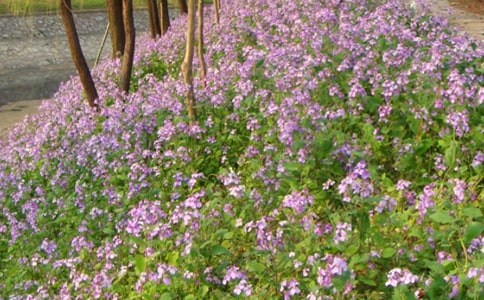 我喜欢二月兰三年级作文