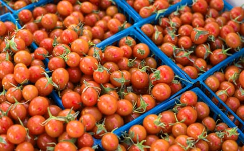 是番茄还是枣子五年级作文