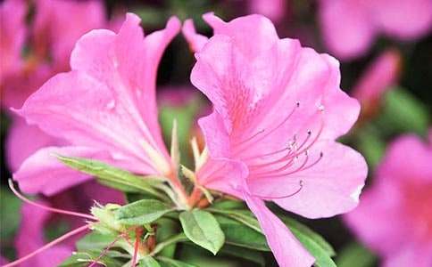 杜鹃花作文（通用）