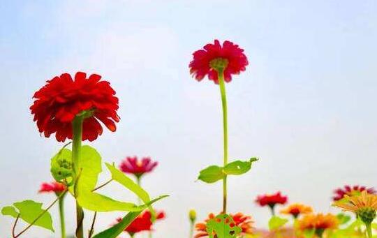 烟台的花儿与花海