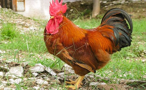 骄傲的公鸡三年级作文550字