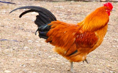 骄傲的大公鸡小学生作文200字