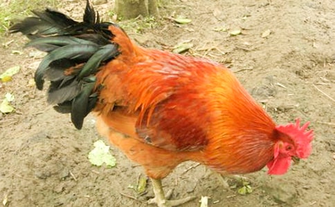 大公鸡与大白兔的童话作文