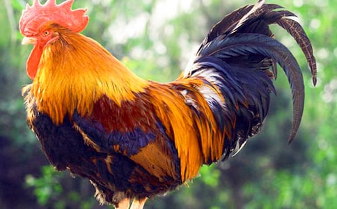 大公鸡的五年级作文