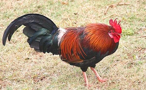 捉公鸡小学四年级作文