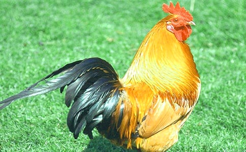 报复公鸡六年级作文