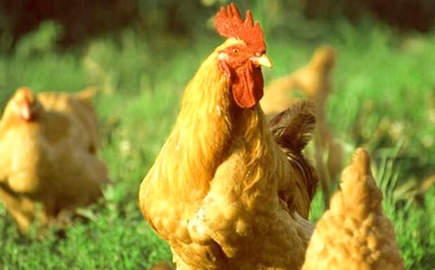 二年级作文小公鸡