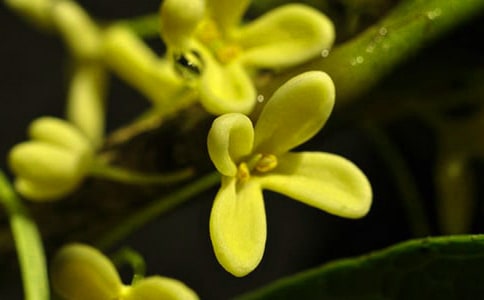 人闲桂花落