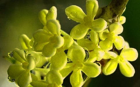 我爱桂花作文 15篇