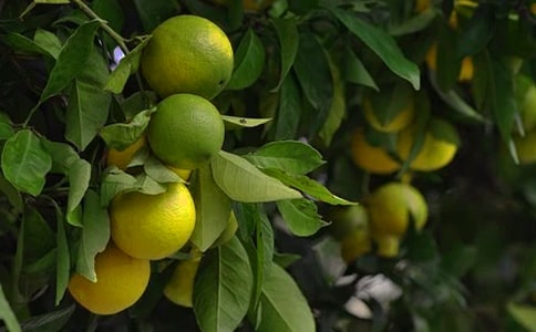 河对岸的果园四年级作文