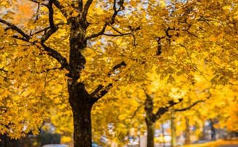 南京钟山风景名胜区旅游简介