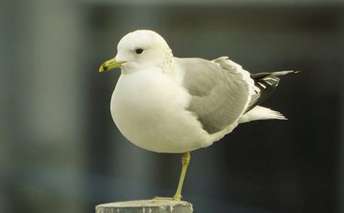 喂海鸥小学生作文