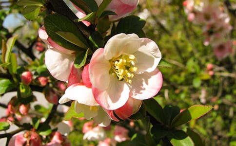 游海棠花溪三年级作文